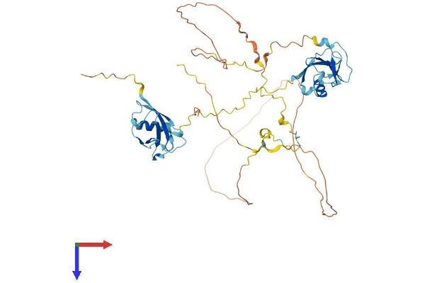 DCDC2 Protein (AA 1-475) (His tag)
