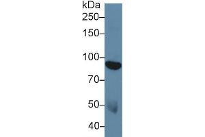 Western Blot; Sample: Human Serum; Primary Ab: 5µg/ml Rabbit Anti-Human DDR1 Antibody Second Ab: 0.