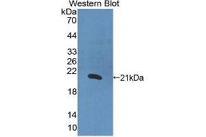 Western Blotting (WB) image for anti-Interleukin 1 alpha (IL1A) (AA 113-271) antibody (ABIN3209463) (IL1A Antikörper  (AA 113-271))