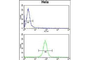 Flow cytometry analysis of Hela cells (bottom histogram) compared to a negative control cell (top histogram). (Calmodulin 1 Antikörper  (C-Term))