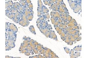ABIN7094519 and ABIN7098568 at 1/100 staining Rat pancreatic tissue by IHC-P. (RPL26 Antikörper  (N-Term))