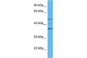 Host:  Rabbit  Target Name:  SPDEF  Sample Tissue:  Human HepG2 Whole Cell  Antibody Dilution:  1ug/ml (SPDEF/PSE Antikörper  (Middle Region))