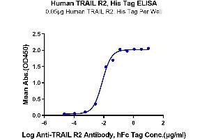 Immobilized Human TRAIL R2, His Tag at 0. (TNFRSF10B Protein (AA 56-182) (His-Avi Tag))