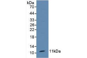 Western blot analysis of Mouse Kidney Tissue. (TFF1 Antikörper  (AA 1-87))