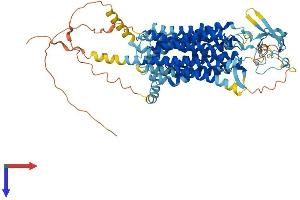 SLCO2B1 Protein (AA 1-709) (His tag)