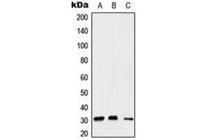 Western blot analysis of Gemin2 expression in A549 (A), Raw264. (SIP1 Antikörper  (Center))