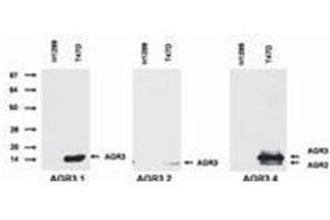 Western Blotting (WB) image for anti-Anterior Gradient 3 (AGR3) antibody (ABIN614769) (AGR3 Antikörper)