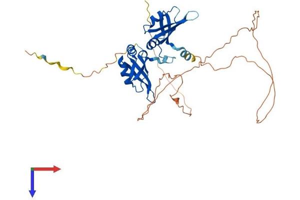 HNRNPA3 Protein (AA 1-379) (His tag)