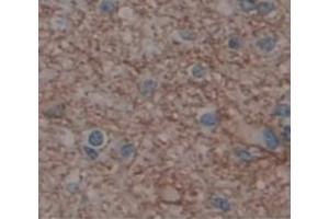 IHC-P analysis of Human Tissue, with DAB staining. (GRIA2 Antikörper  (AA 25-543))