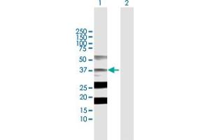 Western Blot analysis of STRADA expression in transfected 293T cell line by STRADA MaxPab polyclonal antibody.