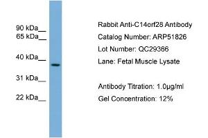 WB Suggested Anti-C14orf28  Antibody Titration: 0. (GM527 Antikörper  (Middle Region))