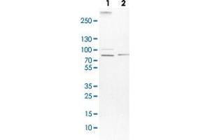 Western Blot (Cell lysate) analysis with MAP4K5 polyclonal antibody  Lane 1: NIH-3T3 cell lysate (Mouse embryonic fibroblast cells) Lane 2: NBT-II cell lysate (Rat Wistar bladder tumour cells) (MAP4K5 Antikörper)