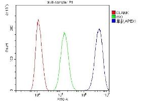 Flow Cytometry analysis of SiHa cells using anti-APE1 antibody (ABIN5692978). (APEX1 Antikörper  (AA 2-318))