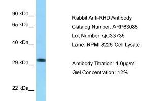 Western Blotting (WB) image for anti-Rh Blood Group, D Antigen (RHD) (C-Term) antibody (ABIN2789364) (RHD Antikörper  (C-Term))