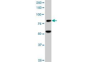 ZNF624 MaxPab polyclonal antibody. (ZNF624 Antikörper  (AA 1-739))