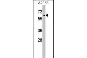 RIC8A Antibody (Center) (ABIN1538170 and ABIN2848752) western blot analysis in  cell line lysates (35 μg/lane). (RIC8A Antikörper  (AA 244-272))