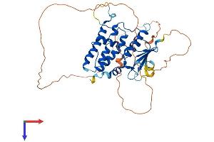 CLIC5 Protein (AA 1-410) (His tag)