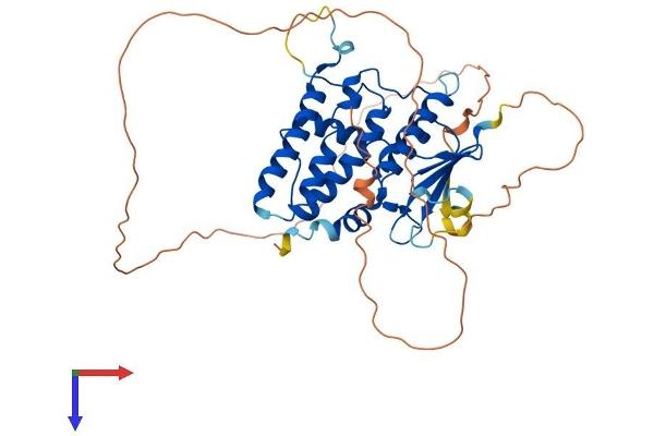 CLIC5 Protein (AA 1-410) (His tag)
