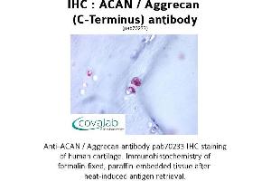 Image no. 1 for anti-Aggrecan (ACAN) (C-Term) antibody (ABIN1731431)