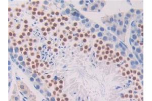 DAB staining on IHC-P; Samples: Mouse Testis Tissue (Pronociceptin (AA 12-187) Antikörper)