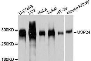 Western blot analysis of extracts of various cell lines, using USP24 antibody. (USP24 Antikörper  (AA 2431-2620))