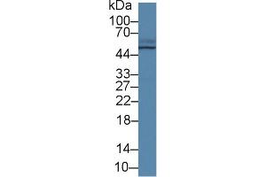 Western Blot; Sample: Porcine Small intestine lysate; Primary Ab: 2µg/ml Rabbit Anti-Human TCN2 Antibody Second Ab: 0. (TCN2 Antikörper  (AA 19-427))