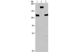 Western Blotting (WB) image for anti-Tumor Protein P53 Binding Protein 2 (TP53BP2) antibody (ABIN2429585) (TP53BP2 Antikörper)