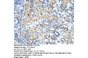 Rabbit Anti-U1SNRNPBP Antibody  Paraffin Embedded Tissue: Human Kidney Cellular Data: Epithelial cells of renal tubule Antibody Concentration: 4. (SNRNP35 Antikörper  (N-Term))