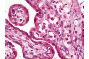 Anti-RPLP1 antibody IHC staining of human placenta. (RPLP1 Antikörper  (HRP))