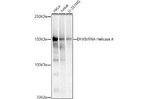 DHX9 Antikörper