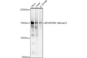 Western blot analysis of extracts of various cell lines, using DHX9/RNA Helicase A antibody (ABIN7265748) at 1:500 dilution. (DHX9 Antikörper)