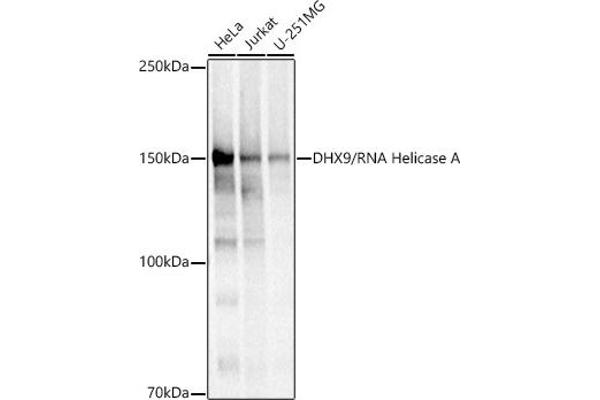 DHX9 Antikörper