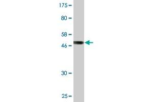 Western Blotting (WB) image for anti-Platelet-Activating Factor Acetylhydrolase 1b, Catalytic Subunit 2 (30kDa) (PAFAH1B2) (AA 1-229) antibody (ABIN518587)