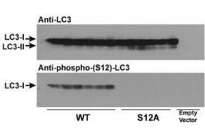 LC3C Antikörper  (pSer12)