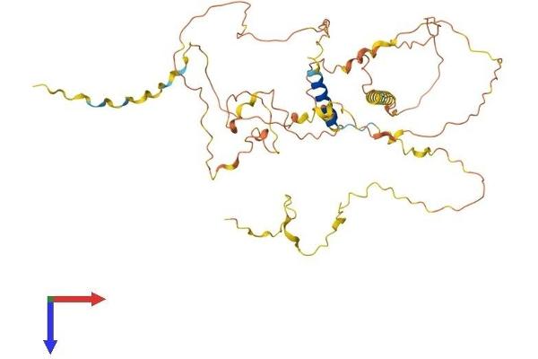 Fibrosin Protein (FBS) (AA 1-460) (His tag)