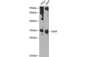 Western blot analysis of extracts of various cell lines, using GEM antibody (ABIN6127946, ABIN6141050, ABIN6141051 and ABIN6223305) at 1:1000 dilution. (GEM Antikörper  (AA 1-150))