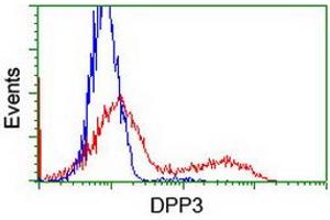 Image no. 2 for anti-Dipeptidyl-Peptidase 3 (DPP3) antibody (ABIN1497830) (DPP3 Antikörper)
