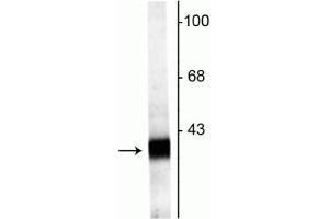 Western blot of rat hippocampal lysate showing specific labeling of the ~38 kDa Synaptophysin2  protein. (Synaptoporin Antikörper  (C-Term))