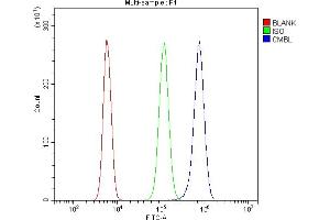 anti-Carboxymethylenebutenolidase Homolog (CMBL) (C-Term) antibody