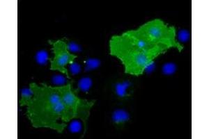 Anti-BTN1A1 mouse monoclonal antibody (ABIN2452843) immunofluorescent staining of COS7 cells transiently transfected by pCMV6-ENTRY BTN1A1 (RC223852). (BTN1A1 Antikörper)