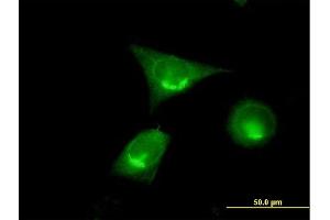 Immunofluorescence of purified MaxPab antibody to GOLGA2 on HeLa cell.