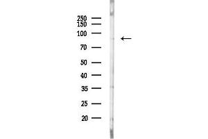 anti-Ral Guanine Nucleotide Dissociation Stimulator-Like 1 (RGL1) (Internal Region) antibody
