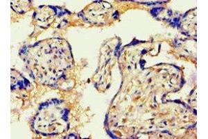 Immunohistochemistry of paraffin-embedded human placenta tissue using ABIN7144082 at dilution of 1:100 (AGGF1 Antikörper  (AA 1-70))