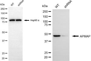 Western blotting analysis using APMAP antibody (ABIN7797528).
