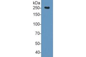 Rabbit Capture antibody from the kit in WB with Positive Control: Sample Human Serum. (Fibronectin ELISA Kit)