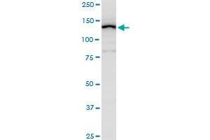 Western Blotting (WB) image for anti-EGF-Like, Fibronectin Type III and Laminin G Domains (EGFLAM) (AA 914-1001) antibody (ABIN566816)