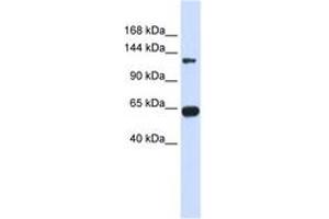 Image no. 1 for anti-Regulator of G-Protein Signaling 22 (RGS22) (AA 216-265) antibody (ABIN6743825) (RGS22 Antikörper  (AA 216-265))