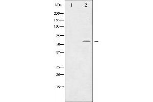 Western blot analysis of COT expression in LPS treated 293 whole cell lysates,The lane on the left is treated with the antigen-specific peptide. (MAP3K8 Antikörper  (Internal Region))
