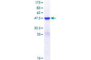 Image no. 1 for COMM Domain Containing 10 (COMMD10) (AA 1-202) protein (GST tag) (ABIN1350011) (COMMD10 Protein (AA 1-202) (GST tag))