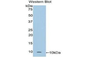 Detection of Recombinant CC16, Mouse using Polyclonal Antibody to Clara Cell Protein 16 (CC16) (SCGB1A1 Antikörper  (AA 21-96))